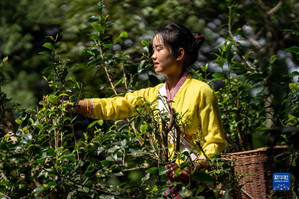 白菜送彩金38网站大全